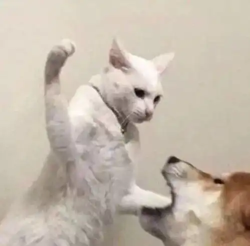  抖音热门头像合集