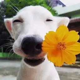  看了这些萌萌哒小动物,心情莫名其妙的就好起来了