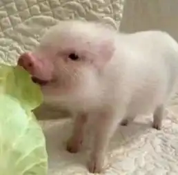  一组丧心病狂的情侣头像,福安妹子们,赶紧让男票都换上啊