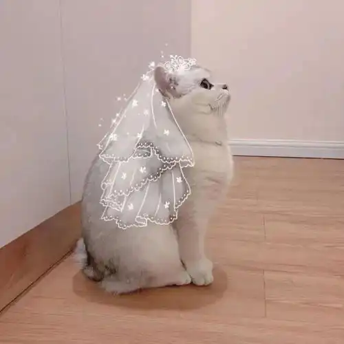  你好,我可以要你的微信头像吗