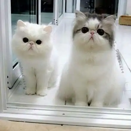  萌猫,有喜欢的么圆脸最可爱转