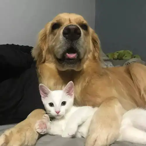 猫与狗之间难道真的只有世纪大战吗