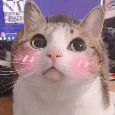  情侣猫头像超萌一对2020年萌猫情侣头像图片