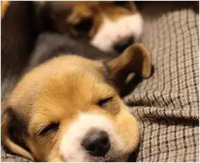  小比格犬,长得最像人的狗狗