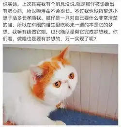 我家里有只会躲猫猫的猫两年没见,先说好,看完后不许哭