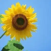  背景微信头像向日葵微信头像图片大全