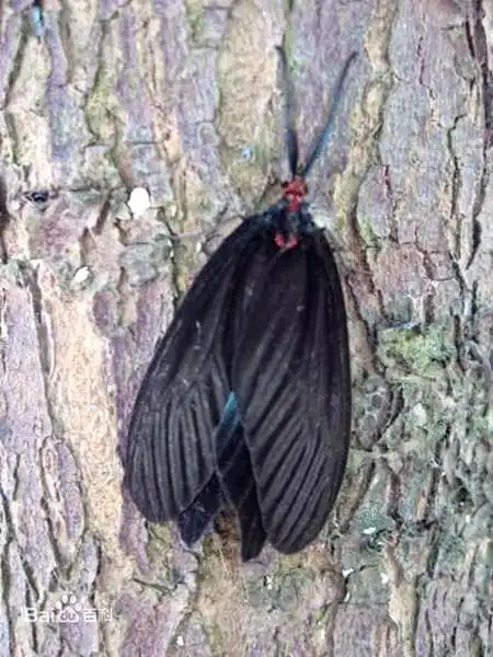  10天啃光3棵大树这些毛毛虫好凶