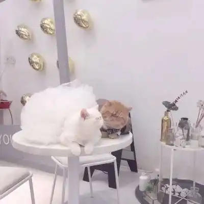  猫咪情侣头像一对两张猫系列情侣头像一左一右