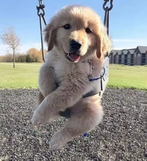  男友首次登门拜访,却不忘给狗子准备礼物狗狗也是家人