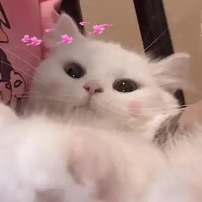  1月22日双子座运与势