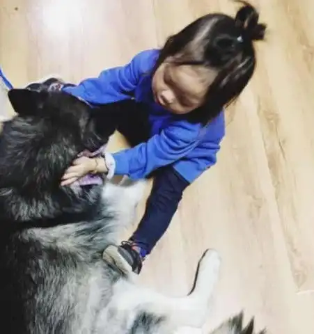  二哈自从被带回家,整天被小主人欺负得没脾气,看到这幕笑喷了