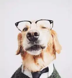 一枚帅气的大金毛