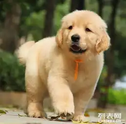  纯种金毛包健康可签协议上门送用品