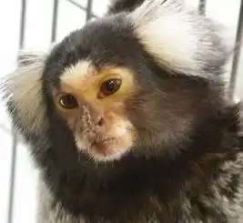  山海经中饕餮现身巴西,人脸豹身样貌骇人,千年前繁衍至今