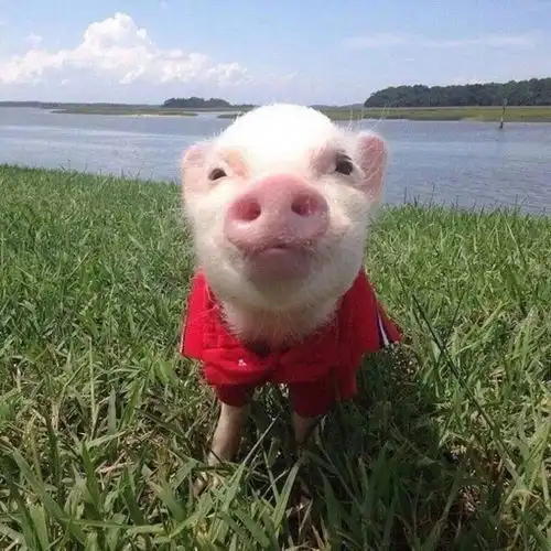  有哪些不可爱不卡通但是很特别的情侣头像