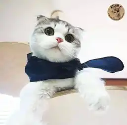  镜头感十足的它们举手投足都透露着小猫猫