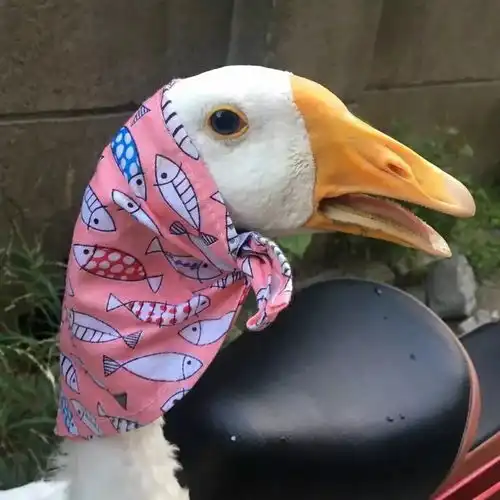  情侣头像听说换上,另一半会自动来找你