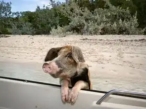 一个特别的沙滩,很多猪出没,与游客一起玩耍合影