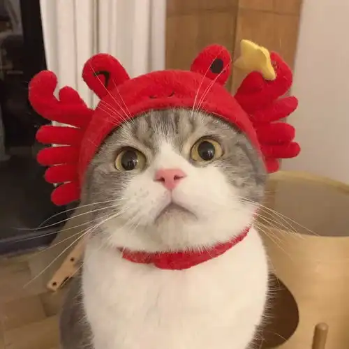  wan情侣头像螃蟹帽帽