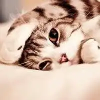  猫头上有朵花的头像微信头像图片大全