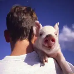  屠企压价成功,多地猪价回落,但不会大跌