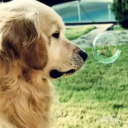  让狗狗安静的15种方法