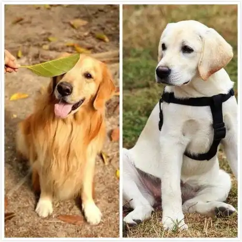  出生加拿大,成名于英国,扬名在世界拉布拉多犬