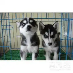  三火纯种哈士奇犬场哈士奇犬价图片多少钱活体协议-黄页88网