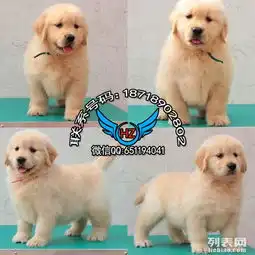 图广州犬舍繁殖宠物狗金毛犬出售广州宠物狗
