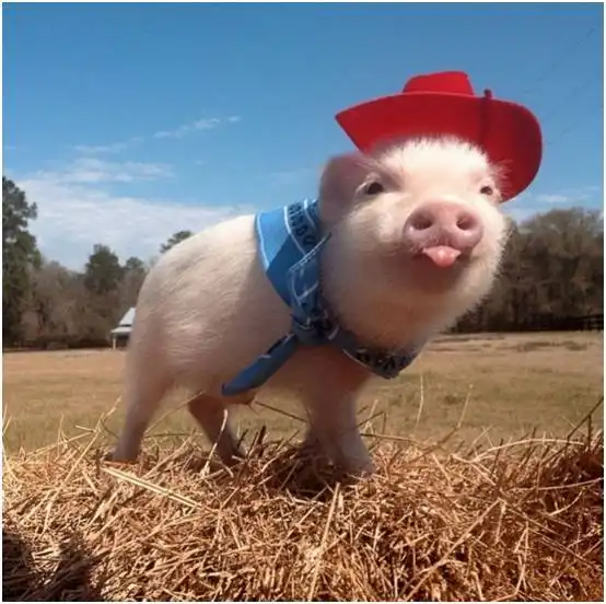  奇珍异兽都来了,萌翻你的周末