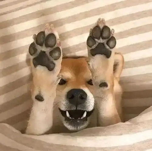  疫情之下,如何给狗狗做好防护