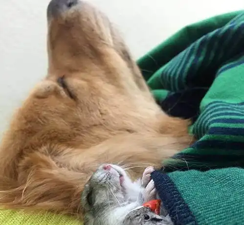  狗狗不寻常的好朋友,它们是如此可爱