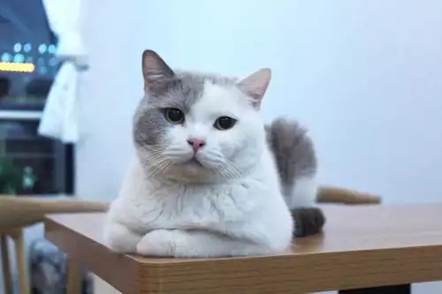  福利你再不谈恋爱就七夕了情人节限定脱单指南,拿走不谢