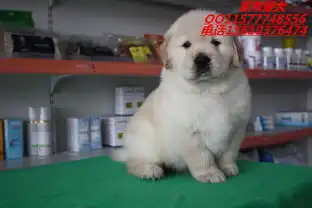 纯种金毛幼犬出售金毛成年有多重