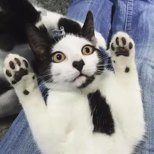 上帝在造这些猫时,要么是开了下脑洞,要么是打了个瞌睡