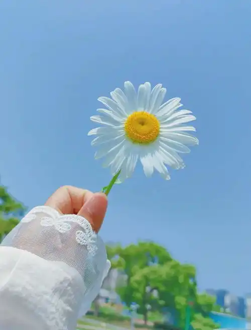  心理测试你想手握哪朵花,测测你最令他人忌惮的特质是什么