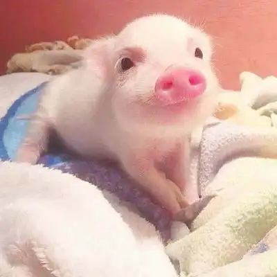  可爱猪头像萌萌哒2020幸福猪猪头像可爱图片