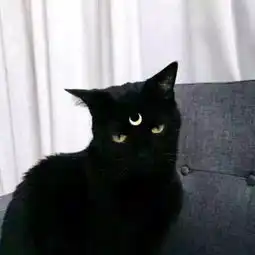  这个的情侣头像,一直白猫上面有月亮,嘴里吃的东西,也是真猫,