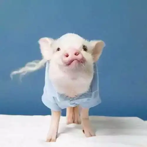  0.7k起,高逼格的一居主卧和床位这里都有