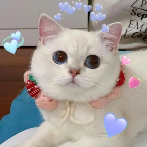 网红猫咪猫猫奶糕头像