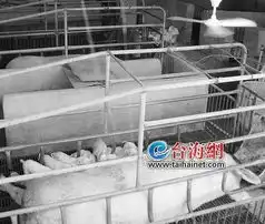  厦门养猪第一村上演最后的疯狂养猪户购房换车