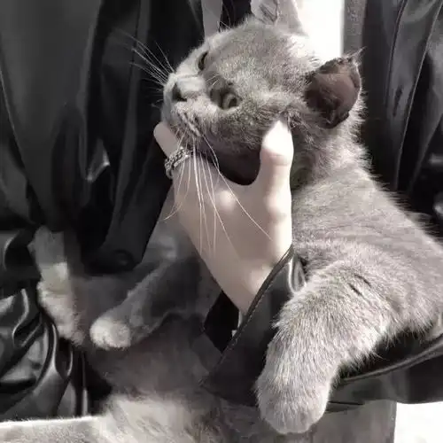  帅气抱猫男生头像