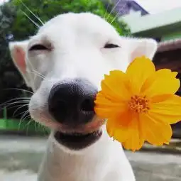  谁有同只狗叼着陶红色的花头像