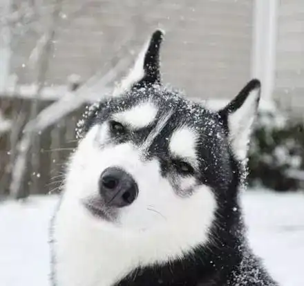 帅和萌切换自如,这样的二哈不得不服