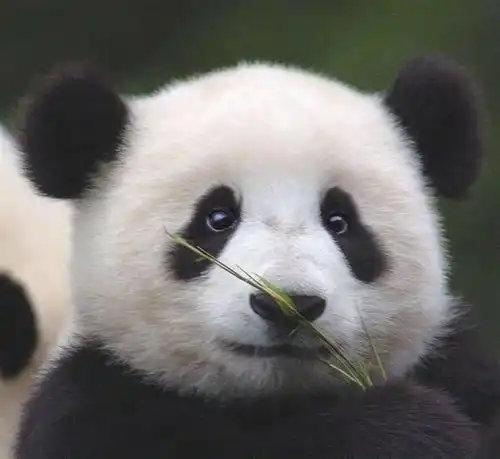  选择困难症治愈了