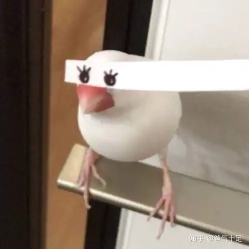  我看过的沙雕头像有多沙雕