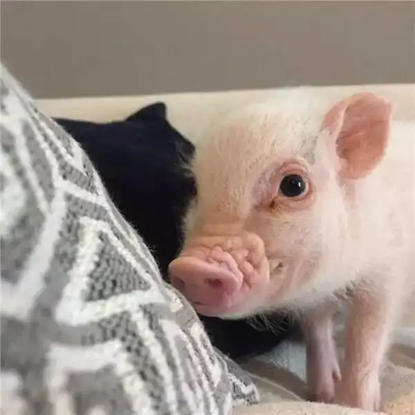  当一只猪决定做宠物,狗狗猫猫都输给它了,就这样火了