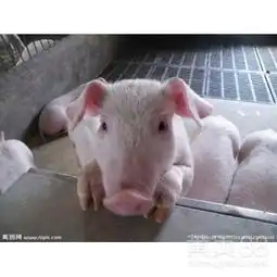  猪拉稀特效药,猪拉稀怎么办,猪拉稀就用转移蛋白肽-黄页88网