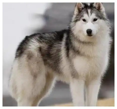  如何做到能让新来的哈士奇安静下来呢用这几种方法去试试