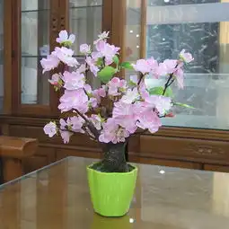  新年旺运风水植物,选一盆搬回家吧